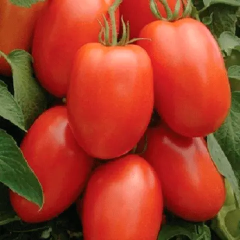 Which undersized tomatoes are the most productive