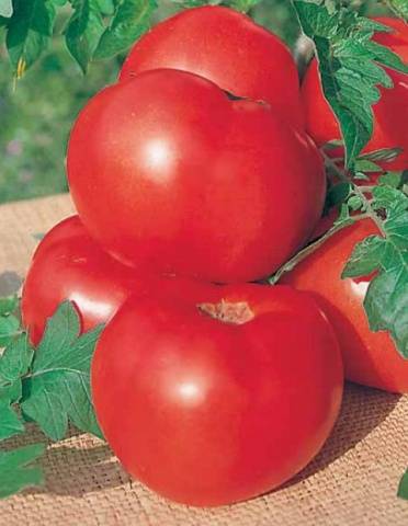 Which undersized tomatoes are the most productive