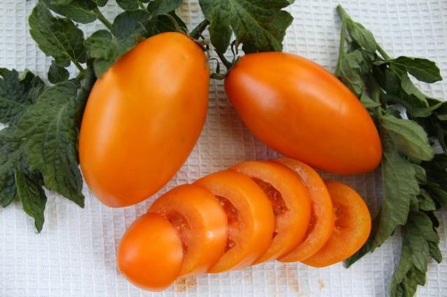 Which undersized tomatoes are the most productive