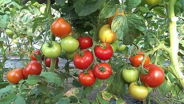 Which undersized tomatoes are the most productive