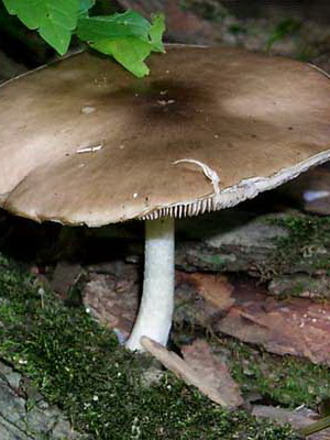 Whip mushroom: description of species