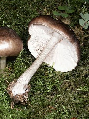 Whip mushroom: description of species