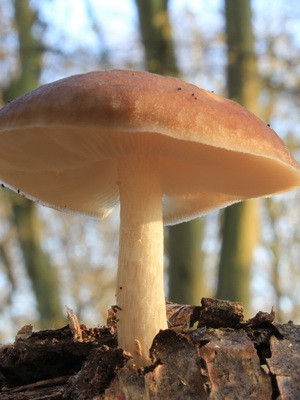 Whip mushroom: description of species