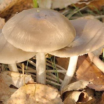 Whip mushroom: description of species