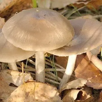 Whip mushroom: description of species