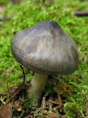 Whip mushroom: description of species