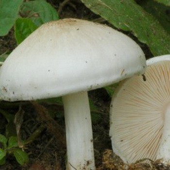 Whip mushroom: description of species