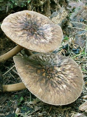 Whip mushroom: description of species