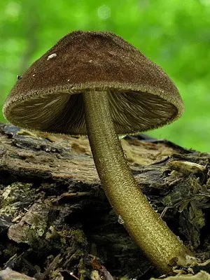 Whip mushroom: description of species