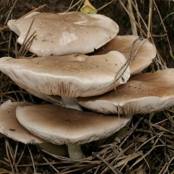 Whip mushroom: description of species