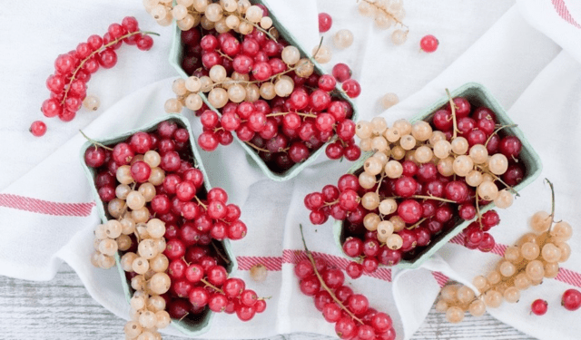 White and red currant juice recipes for the winter