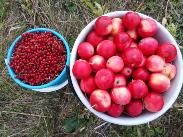 White and red currant juice recipes for the winter