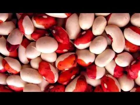 White beans: description, cultivation and care of the crop