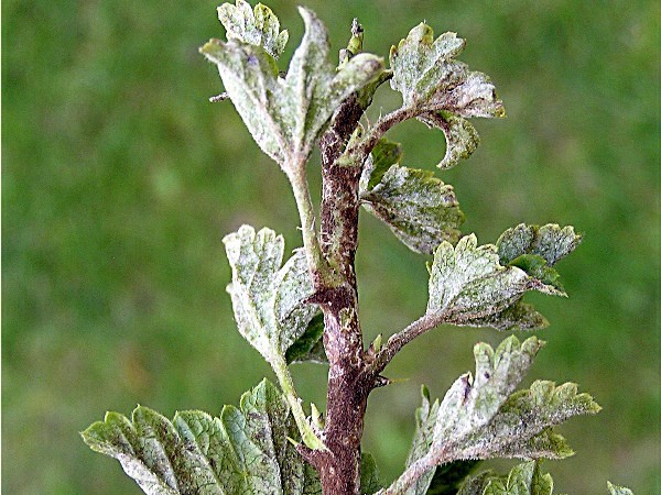 White bloom on gooseberries: why does it appear?