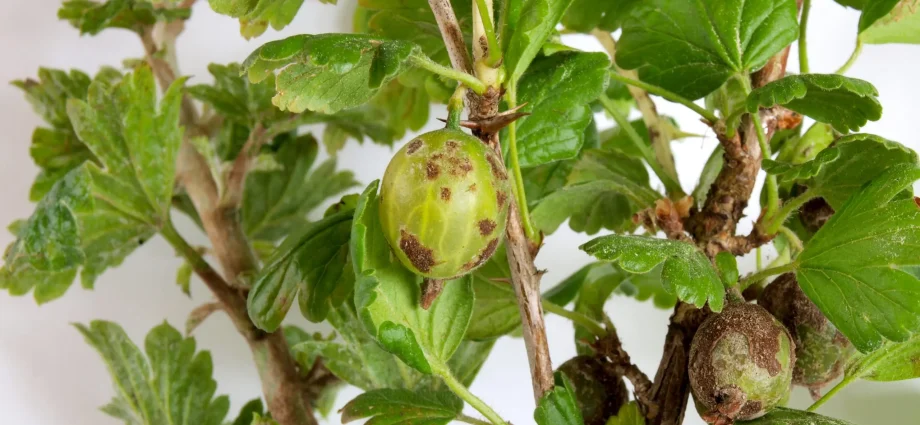 White bloom on gooseberries: why does it appear?