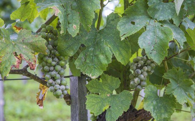 White bloom on grapes: what to do, how to fight, how to treat