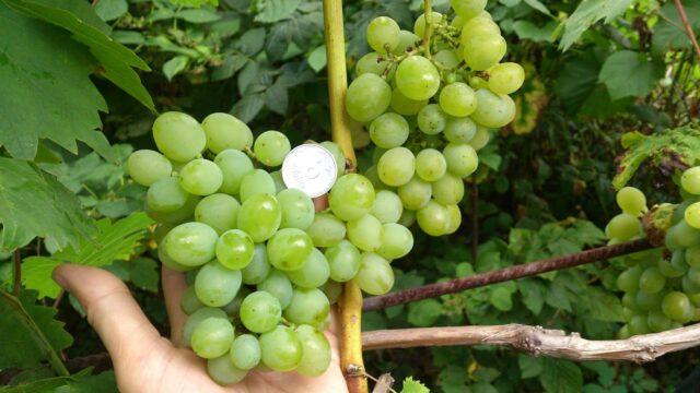 White bloom on grapes: what to do, how to fight, how to treat