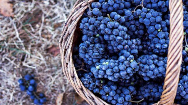 White bloom on grapes: what to do, how to fight, how to treat