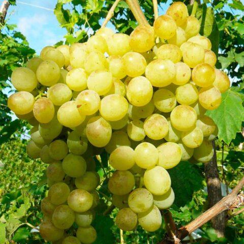 White bloom on grapes: what to do, how to fight, how to treat