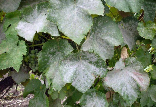 White bloom on grapes: what to do, how to fight, how to treat