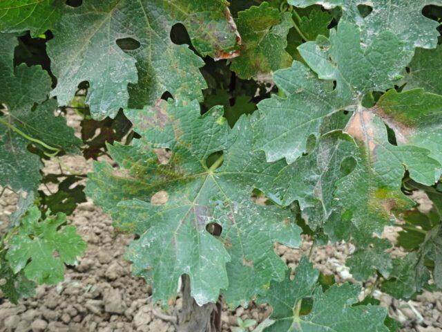 White bloom on grapes: what to do, how to fight, how to treat