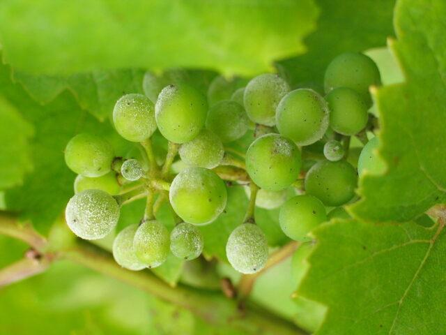 White bloom on grapes: what to do, how to fight, how to treat