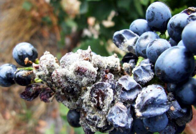 White bloom on grapes: what to do, how to fight, how to treat