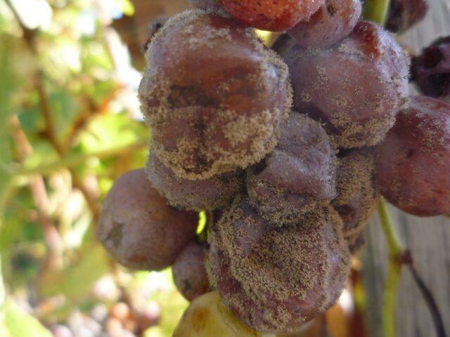 White bloom on grapes: what to do, how to fight, how to treat