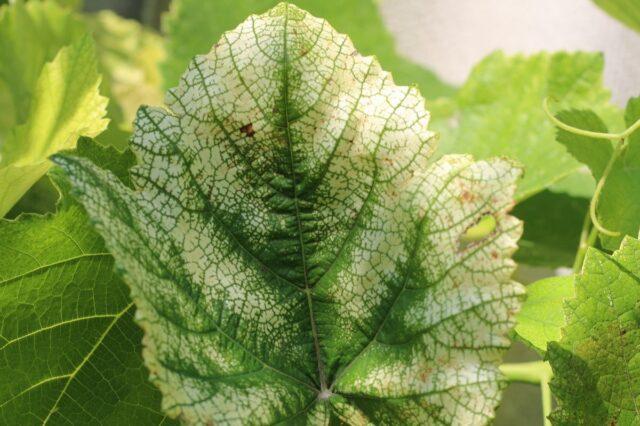 White bloom on grapes: what to do, how to fight, how to treat