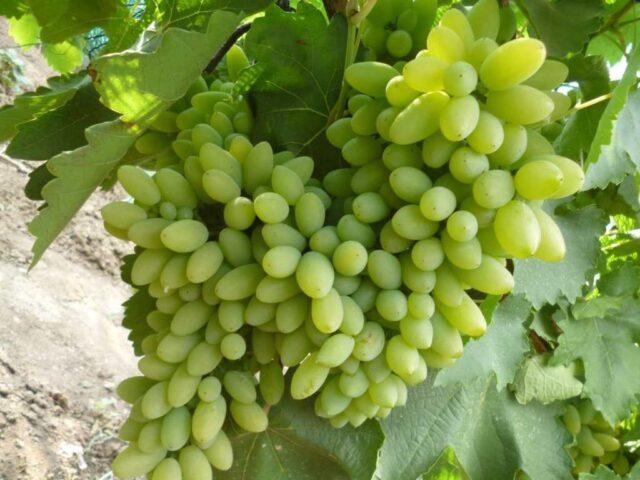 White bloom on grapes: what to do, how to fight, how to treat