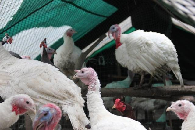 White broad-breasted turkeys