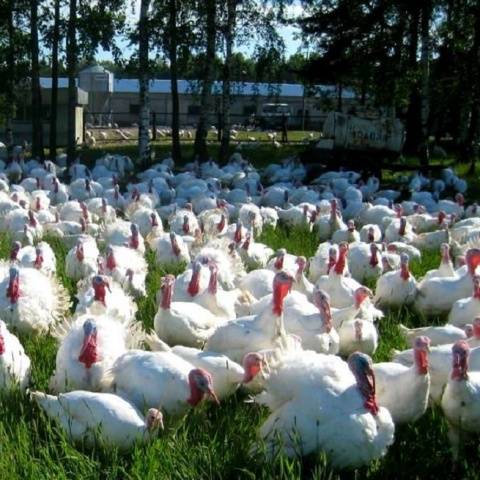 White broad-breasted turkeys