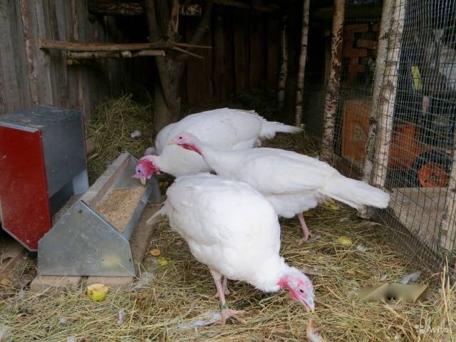 White broad-breasted turkeys