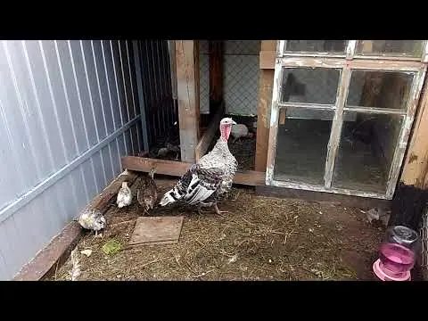 White broad-breasted turkeys