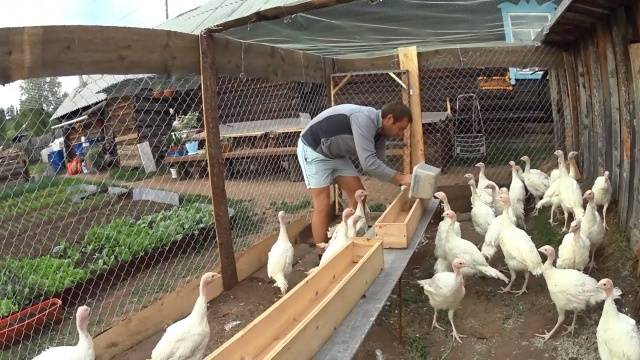 White broad-breasted turkeys