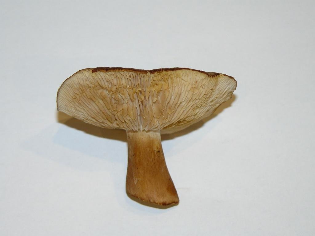 White-brown rowing (Tricholoma albobrunneum) photo and description