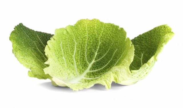 White cabbage: benefits and harms, medicinal properties