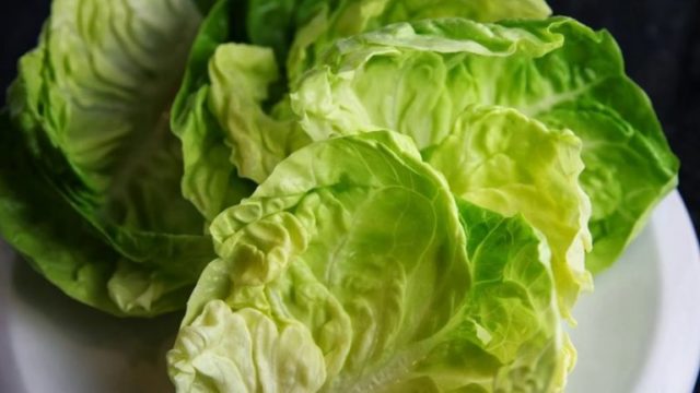 White cabbage: benefits and harms, medicinal properties