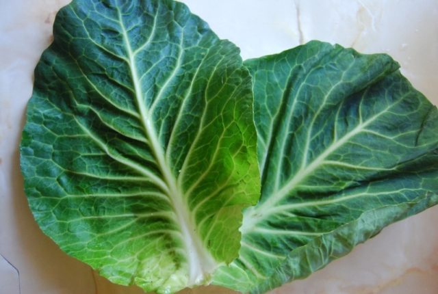 White cabbage: benefits and harms, medicinal properties