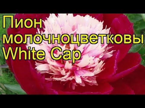 White Cap (White Cap): photo and description, reviews