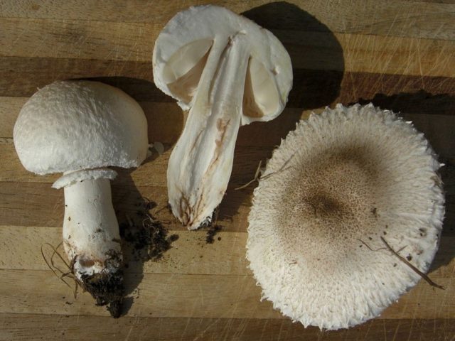 White champignon long-rooted: description, photo, collection and use