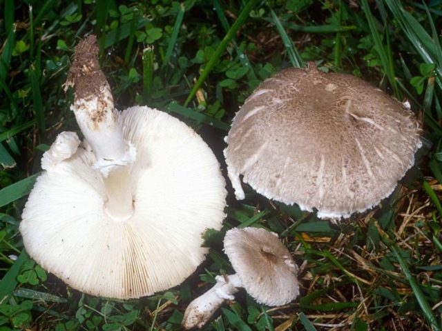 White champignon long-rooted: description, photo, collection and use