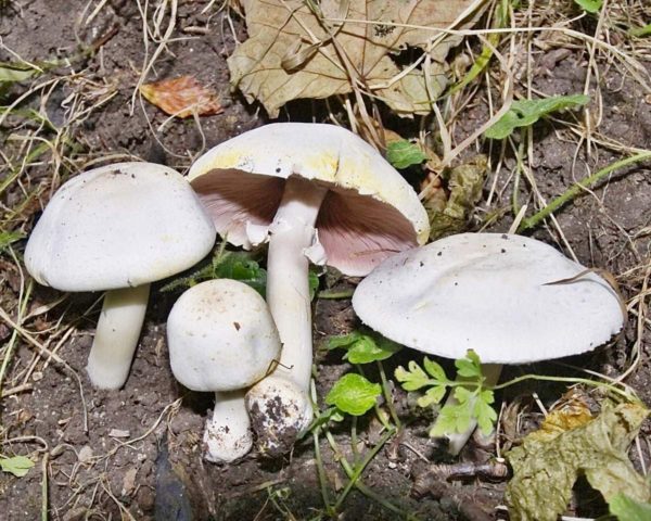 White champignon long-rooted: description, photo, collection and use