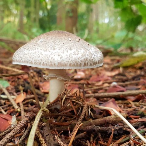 White champignon long-rooted: description, photo, collection and use