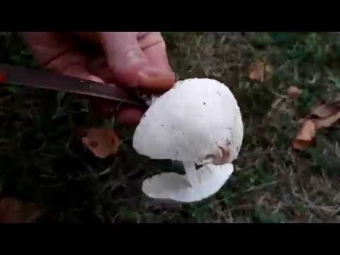 White champignon long-rooted: description, photo, collection and use