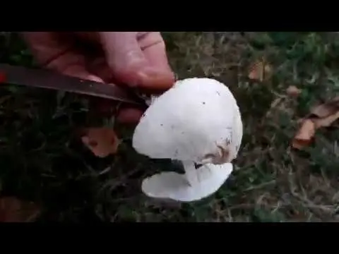 White champignon long-rooted: description, photo, collection and use