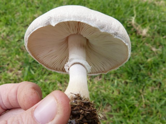 White champignon red-lamellar: where it grows and how it looks