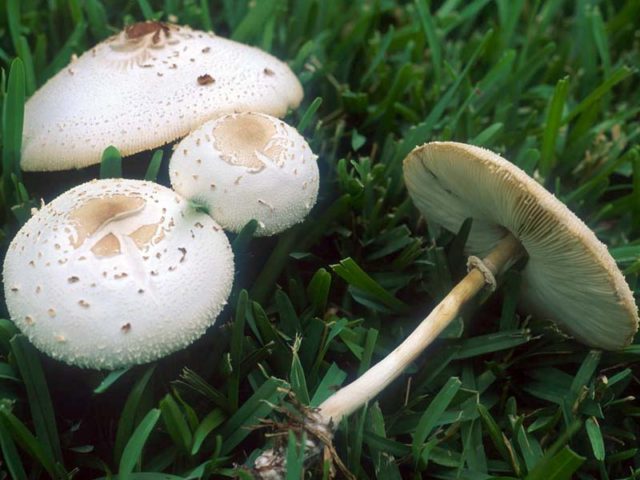 White champignon red-lamellar: where it grows and how it looks