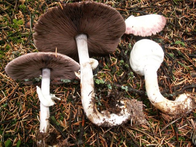 White champignon red-lamellar: where it grows and how it looks