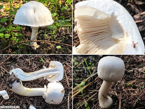 White champignon red-lamellar: where it grows and how it looks